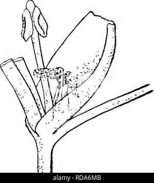 . Di acqua fresca biologia. Biologia di acqua dolce. Vallisneria spiralis. breve esposizione all'aria i fiori la reflex sepali per formare una barca Uttle che galleggia su con il dehiscing stami esposta all'aria, in modo che ogni volta che la barca alloggia per un fiore pistillate alcuni il polline viene depositato sul ricettivo stigma. Il fiore pistillate è solitaria su un lungo peduncolo, che, salendo dalla foglia axils, si allunga molto rapidamente fino a quando il fiore galleggia sulla superficie dell'acqua, quando lo stigma presto è esposto a ricevere il polline dal passaggio di barche di staminate fiori (Fig. 254, pagina 181, e Fig. Foto Stock