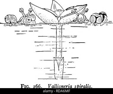 . Di acqua fresca biologia. Biologia di acqua dolce. 190 di acqua fresca biologia. Vallisneria spiralis. breve esposizione all'aria i fiori la reflex sepali per formare una barca Uttle che galleggia su con il dehiscing stami esposta all'aria, in modo che ogni volta che la barca alloggia per un fiore pistillate alcuni il polline viene depositato sul ricettivo stigma. Il fiore pistillate è solitaria su un lungo peduncolo, che, salendo dalla foglia axils, si allunga molto rapidamente fino a quando il fiore galleggia sulla superficie dell'acqua, quando lo stigma presto è esposto a ricevere il polline dal passaggio di barche di staminate fiori (Fig Foto Stock