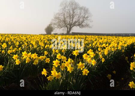 Giunchiglie in mist (Narcissus spp) cresciuti commercialmente per lampadine. Foto Stock