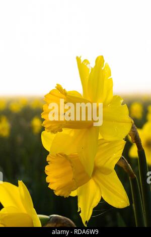 Giunchiglie in mist (Narcissus spp) cresciuti commercialmente per lampadine. Foto Stock