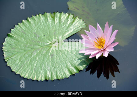 waterlily, Nymphaea sp. tündérrózsa, Seerosen Foto Stock