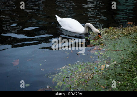 Scartata la spazzatura che si trova lungo il fiume Lea in Londra, Regno Unito Foto Stock