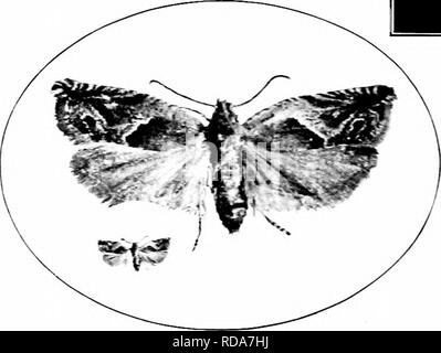 . Insetti dannosi : come riconoscere e il loro controllo . Pesti di insetto e pesti di insetto. 459. - -"U ork del Strawberry-Leaf-rullo. Origiiial.. Si prega di notare che queste immagini vengono estratte dalla pagina sottoposta a scansione di immagini che possono essere state migliorate digitalmente per la leggibilità - Colorazione e aspetto di queste illustrazioni potrebbero non perfettamente assomigliano al lavoro originale. O'Kane, Walter Collins, b. 1877. New York : La Macmillan Company Foto Stock