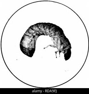 . Insetti dannosi : come riconoscere e il loro controllo . Pesti di insetto e pesti di insetto. Fig. 73. - Larva di Lachno- slcrna fusca Froehl. Originale.. Si prega di notare che queste immagini vengono estratte dalla pagina sottoposta a scansione di immagini che possono essere state migliorate digitalmente per la leggibilità - Colorazione e aspetto di queste illustrazioni potrebbero non perfettamente assomigliano al lavoro originale. O'Kane, Walter Collins, b. 1877. New York : La Macmillan Company Foto Stock