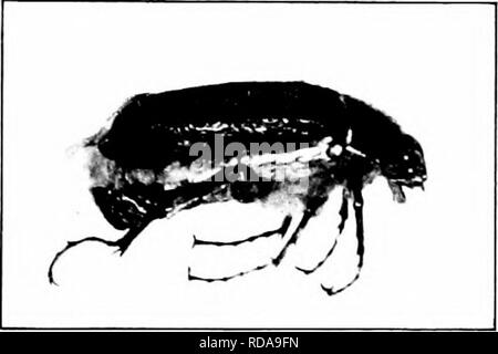 . Insetti dannosi : come riconoscere e il loro controllo . Pesti di insetto e pesti di insetto. WIREWOR.MS A^D GBUBS IXJUHIXG stivali 109. Si prega di notare che queste immagini vengono estratte dalla pagina sottoposta a scansione di immagini che possono essere state migliorate digitalmente per la leggibilità - Colorazione e aspetto di queste illustrazioni potrebbero non perfettamente assomigliano al lavoro originale. O'Kane, Walter Collins, b. 1877. New York : La Macmillan Company Foto Stock