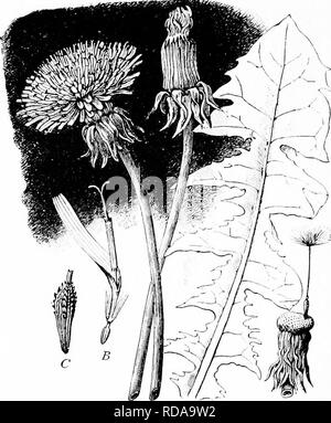 . Un libro di testo di botanica per le scuole secondarie. La botanica. 312 UN LIBRO DI TESTO DI BOTANICA alcune delle ben note forme, selvatiche o nei culti- vation, sono ironweed, .ageratum, blazing star, oro, Daisy, aster, eterna, rosinweed (bussola impianto), rag-. 1) Fig. 299.-tarassaco: Un, due fiori-atalka, una testa essendo chiuso e che mostra il doppio involucro, l'altro aperto e mostra tutti i: corolle strap-sagomato; B, unico fiore; C, akene; D, ricettacolo, con singolo pappus-cuscinetto akene.- Dopo Strasburger. erbaccia, cockle-bur, zinnia, Girasole Dalia, COSMO, mari- gold, crisantemo, tansy, Foto Stock