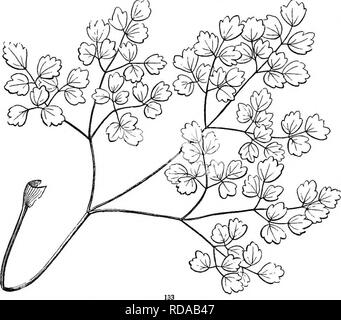 . La botanica per giovani e scuole comuni. In che modo le piante crescono, una semplice introduzione alla botanica strutturale. Con una flora popolare, o una disposizione ed una descrizione delle piante comuni, sia selvatici e coltivati. La botanica; Botanica. Tipi e forme di foglie. 63 151. lascia senza distinzione di peduncolo e lama, o con non molto evidente la distinzione delle parti. Di questo tipo, tra molti altri, possono essere menzionati, - ago - Foglie di forma, come ad esempio quelle di pini e larici (Fig. 134). Queste sono lunghe e sottili e rigide, e spesso con poco se qualsiasi distinc- zione dei lati. Awl o sagomato Subulate l Foto Stock