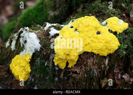 Fuligo septica, comunemente chiamato cane vomito slime stampo, uova strapazzate slime stampo o fiori di tan Foto Stock