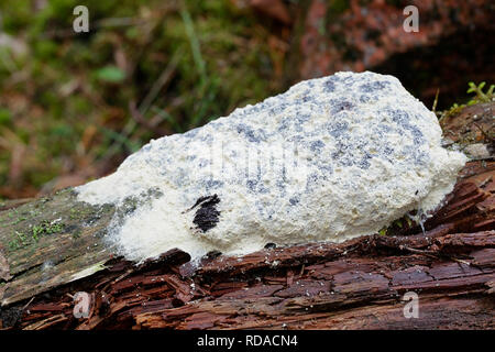 Fuligo septica var. candida, comunemente chiamato cane vomito slime stampo, uova strapazzate slime stampo o fiori di tan Foto Stock