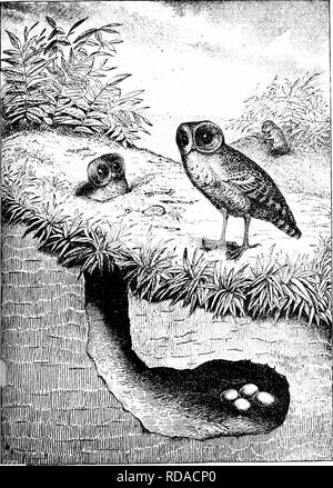 . I nidi e le uova di uccelli del Nord America . Gli uccelli; uccelli; uccelli. Copyright iSSb. Piastra VII.. Scavando gufi e nidificazione BURROW. [Speotyio cuniadaria hyPogaa!) pagina 201-. Si prega di notare che queste immagini vengono estratte dalla pagina sottoposta a scansione di immagini che possono essere state migliorate digitalmente per la leggibilità - Colorazione e aspetto di queste illustrazioni potrebbero non perfettamente assomigliano al lavoro originale. Davie, Oliver; Davie, Oliver. Controllare uovo elenco degli uccelli del Nord America. [Columbus Ohio] : Hann &AMP; Adair Foto Stock