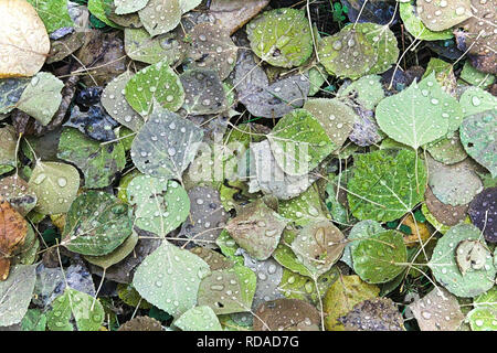 Uno sfondo di vibranti di foglie sul terreno. Foto Stock