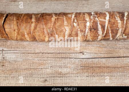 Secchi Tronco di Palm sul vecchio asse di legno. Messa a fuoco selettiva Foto Stock