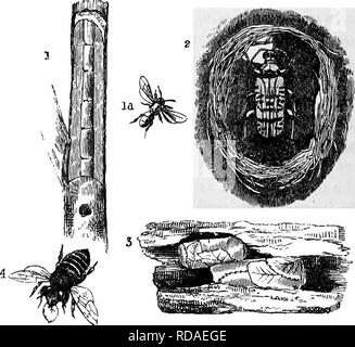 . Case senza mani : essendo una descrizione delle abitazioni di animali, classificati secondo il principio di costruzione . Animali. 194 case "senza mani. marcabili fatto, che spesso è più forte dopo la morte del coleottero che durante la sua vita. Il muschio Beetle è facilmente mantenuta viva, pro- fornito che è ben fornito con acqua e un po' di zucchero e acqua essere occasionalmente dato ad essa. La modalità di alimentazione è molto curioso, come lo sono molte delle abitudini dell'insetto. La larva del muschio Beetle è un potente dispositivo di prelievo, l'esecuzione di fori in cui un disegno ordinario-matita potrebbe essere pa Foto Stock