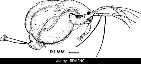 . Di acqua fresca biologia. Biologia di acqua dolce. 7Io di acqua fresca 92 di Biologia (87) insufficienza epatica Non ceca; setae 0-0-0-s 1-1-3 93 (94) convoluzione di intestino nella metà del corpo. Valvole crestata, con forte dente sulla cresta. . Drepanothrix Sars 1861. Unica specie. ... Drepanothrix dentata (Euren) 1861. Valvole; reticolato margine dorsale arcuata, crestata, con vistosi, breve, indietro- dente di puntamento su medio. Antennules largo e piatto, ritorto, anche se non così tanto come in Streblocerus; post-addome compressi ma non esteso in un sottile bordo; quasi quadrato come visto dal lato. Margine con 2 righe di piccoli s Foto Stock