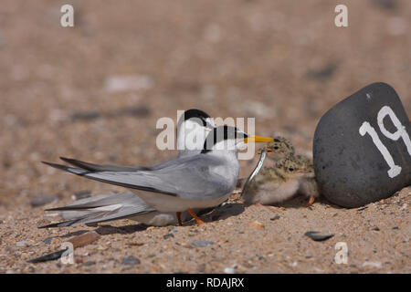 Fraticello (Sternula albifrons) Coppia a contrassegnato raschiare nido con giovani alimentazione, Northumberland, Regno Unito Foto Stock