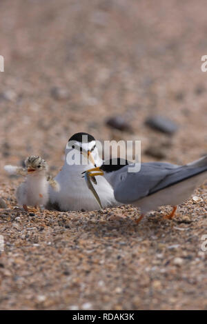 Fraticello (Sternula albifrons) portando il cicerello in preda a nido, con seduta bird e nuovi giovani tratteggiata, Northumberland, Regno Unito Foto Stock