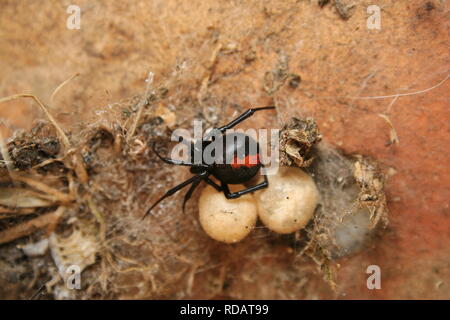 Femmina Redback Spider, (Latrodectus hasseltii), proteggendo le sue sacche d'uovo. Foto Stock