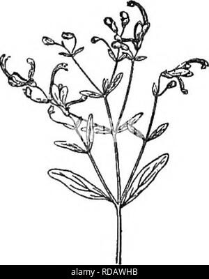 . Gray's nuovo manuale di botanica. Un manuale di piante da fiore e felci della centrale e nord-est degli Stati Uniti e del Canada adiacenti. La botanica. (J94 LAMIACEAE (Famiglia di menta). zioni; antera-celle e divergente a lunghezza confluenti. - Bassa annuari, alcuni- cosa viscido-ghiandolare e balsamico, ramificato, con foglioline intere e per lo più solitaria, 1-pedicels fiorito che chiude i rami, diventando da laterale la produzione del ramo ascellare- consente, e il fiore appaiono essere invertita, ossia il denti corti del calice verso l'alto, ecc. Corolla blu, variando al rosa, raramente bianchi e piccoli; fl. in s Foto Stock