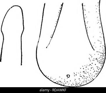 . Di acqua fresca biologia. Biologia di acqua dolce. 542 di acqua fresca BIOLOGY 30(27) non Areoles ebi'ited, usualmente separati; testa di solito appiattito; interareolar gruppi di peli fini. 5&lt;fcQa Gordius platycephalus ^Sl Montgomery 1898. Per il maschio e la gamma di questa specie di consultare 21 in questa chiave. Femmina fino a 335 mm. lungo, 1.4 mm. ampia. Estremità posteriore leggermente allargata. Colore marrone; punta del capo Ughter; anello scuro attorno al collo. 'MS^o) Fig. 844. Gordius platycephalus Q ; in testa aspetto dorsale, coda in aspetto ventrale e vista superficiale di cuticula. Ingrandite. (Dopo Montgomery.) ACANTHOCEPHALA Il Acanthocepha Foto Stock