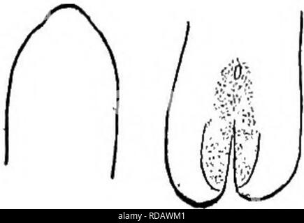 . Di acqua fresca biologia. Biologia di acqua dolce. Gordius densareolatus Montgomery 1898. Per la femmina di questa specie di consultare 29 in questa chiave. Voce maschile fino a 290 mm. lungo, i.i mm. ampia. Bodyrobust. Spine coniche sulla superficie ventrale di lobi caudale. Deep Color cioccolato, con anello nero su apertura cloacale. Il Wyoming, Montana, California. Fig. 840. Gordius densareolatus $. Vista ventrale della estremità posteriore. (Dopo Montgomery.) ingranditi. 20 (19) lobi caudale quasi cilindrico. Gordius longareolatus Montgomery 1898. Femmina di questa specie sconosciute. Maschio 115 mm. lungo, 0,5 mm. ampia. Longitudi- nally disposti elo Foto Stock