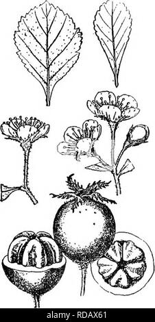 . Gray's nuovo manuale di botanica. Un manuale di piante da fiore e felci della centrale e nord-est degli Stati Uniti e del Canada adiacenti. La botanica. EOSACEAB (Famiglia rosa) 467 10 stami, rosa antere e piriforme giallo-verde frutta. ill s. Va. dovrebbe essere cercato Â§7. PARVIFOLIAE forte. (Uniflorae Beadle.) lascia piuttosto piccola, apatu- tardi, obovate o ovale, ottuso, arrotondati, o grave all'apice, cuneate alla base, cretiate, crenate-dentato o dentellate subcoriaceous, splendente sopra, molto pubescent lohen giovani, diventando scabrate sopra quando è maturo; piccioli molto breve, pubescent, alato; cor Foto Stock