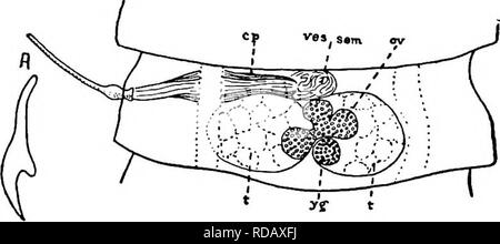 . Di acqua fresca biologia. Biologia di acqua dolce. FLATWORMS PARASSITA 7Q (74) In ciascun proglottid normalmente meno di tre testicoli. 443 80 80 (81) due testicoli in ogni proglottid. Diorchis Clerc 1903. Rostellum con singola corona di dieci liooks liaving lunga dorsale e breve radici ventrali o eccezionalmente breve radice dorsale e radice ventrale quasi come lungo come il tilade. Tutta la superficie delle ventose possono essere armati con minute spine. Longitudinale interna dello strato muscolare con- completi composti di 8 mazzi, 4 dorsale e ventrale 4. Due testicoli in ogni proglottid. Ovaio e vitel- larium sempre mediana. Adulti in uccelli. Quattro o Foto Stock