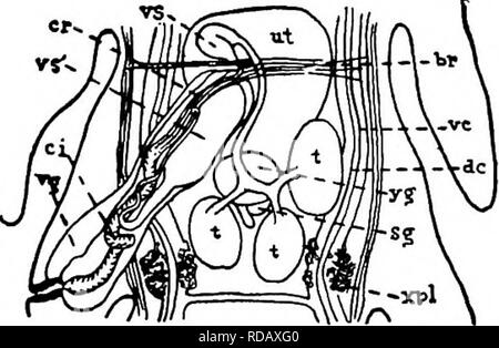 . Di acqua fresca biologia. Biologia di acqua dolce. 442 75 (76) di acqua fresca Strobila biologia ampia, Lancet-sagomato. Ovaio e vitellarium ante-poral, a fianco dei testicoli. Drepanidotaenia Railliet 1892. Scolex molto piccola con 8 ganci. Collo che vogliono. Nessun accessorio sac in atrio genitale. Specie Tipo. . Drepanidotaenia lanceolata (Bloch) 1782. Adulti in intestino di anatre e di oche; cosmopolita. Vescica-worm in vari Cyclopidae Diaptomus e. Fig. 746. Drepanidotaenia lanceolata. Sezione trasversale di proglottid; ", utero; ut, vitellaria; ov, ovaio; /, testicoli; id, vas deferens; sr, ricettacolo seminale; v, Foto Stock