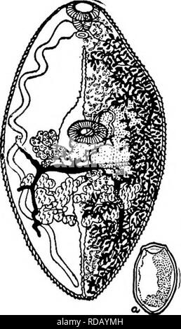 . Di acqua fresca biologia. Biologia di acqua dolce. 39° di acqua fresca 73 di Biologia (70) Distomes di dimensioni moderate, spessa corposi; ovaie e testicoli lobate o grossolanamente ramificato; uterino principalmente della bobina laterale alla acetab- ulum. Famiglia Odhner Teogloteematidae 1914. Distomes di piccole e medie dimensioni con corpo compresso. Pelle con spine in gruppi. Superficie ventrale flat, dorsale arcuata. La muscolatura e ventose scarsamente sviluppato. Crura intestinale non raggiungere la estremità posteriore della vescica di escrezione sagomati ad Y o tubolare. Poro genitale vicino all'acetabolo. Cirrus sac carente. Testicoli simmetrico, postacetabular. Ovaia dextral, im Foto Stock