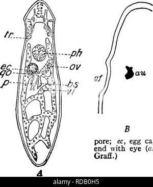 . Di acqua fresca biologia. Biologia di acqua dolce. 3 così fresco-biologia acqua 68 (69) con una separata receptaaJum seminis, la cui breve condotto è chiuso da un anello muscolare. Dermal rhabdites presente. . Strongylostoma. Una sola specie note in questo paese. Strongylostoma gonocephalum (SUliman) 1885. Lunghezza i-2 mm. Mesenchyma yellowisli, intestino con olio giallognolo goccioline. Occhi rosso carminio. Piccolo rhabdites sono presenti. Questa forma differisce dal ampiamente distribuite in forma europea, Strongylostoma radiatum Muller principalmente in possesso di due poco profondi pozzi di forma ovale che giacciono vicino dietro gli occhi a lato. Foto Stock