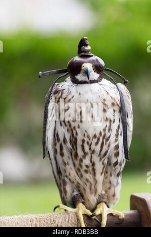 Falcon con una pelle privacy mask sulla sua testa frontale. Foto Stock