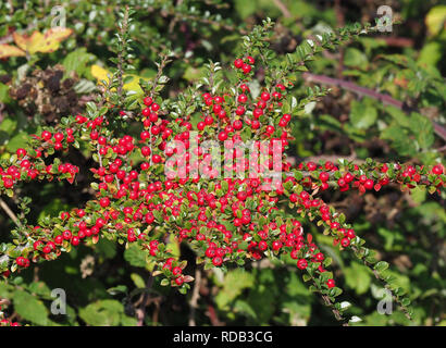 Cotoneaster Foto Stock