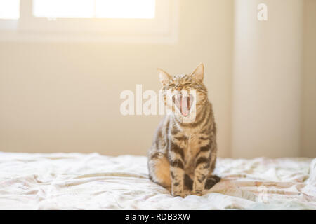 Bella capelli corti Gatto sdraiato sul letto di casa Foto Stock