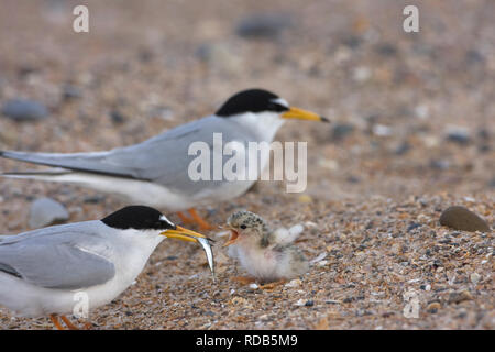 Fraticello (Sternula albifrons) alimentazione di Polli appena schiusi con il cicerello, Northumberland, Regno Unito Foto Stock