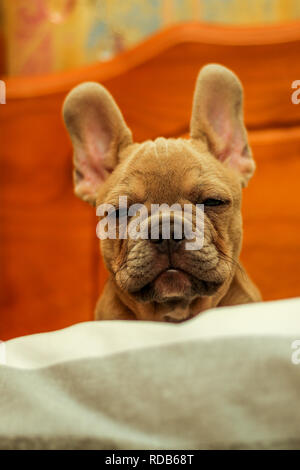 Colpo alla testa del bulldog francese Foto Stock