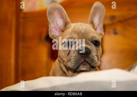 Bulldog francese si sedette sotto i coperchi Foto Stock