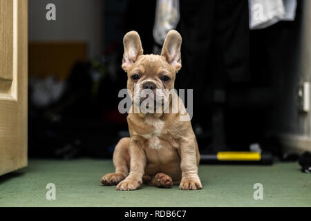 Bulldog francese sat nella porta aperta Foto Stock