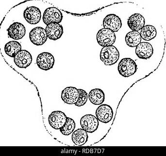 . Di acqua fresca biologia. Biologia di acqua dolce. Acqua fresca alghe 151 121 (124) cellule sferiche di 122 122 (123) Chromatophore singolo Chodat SphaerocysHs. Colonie grandi; i cluster ampiamente separati gli uni dagli altri. Avvolgere gelatinosa invisibile senza reagenti. Sottile Chromatophore, parietale, con un pyrenoid su un lato ed una apertura sull'altro. La riproduzione dalla divisione interna. SphaerocysHs è quasi universalmente trovata nel plancton ed è una delle più cospicue e bella di tutte le forme di plancton. A volte le colonie sono molto grandi, costituito da molti cluster. Fig. 167. Sphaerocys Foto Stock