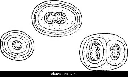 . Di acqua fresca biologia. Biologia di acqua dolce. Fig. 38. Clathrocystis aeruginosa Henfrey. (Originale). X4S5. 19 (17, 18) Le colonie di forma irregolare, spesso la formazione di pellicole 20 (21, 22) singoli la mucosa riveste chiaramente evidente per ogni cellula figlia della colonia Gloeocapsa Kiitzing. Cellule sferiche, con spesse, spesso lamellose, membrana gelatinosa; solitario o generalmente uniti in microscopiche colonie nelle quali le membrane delle cellule figlie rimanga chiusa per un lungo periodo di tempo all'interno della madre-cell. La formazione di substrati gelatinoso sui muri umidi e bagnati e rocce di gocciolamento. Fig. 39. Gloeo Foto Stock