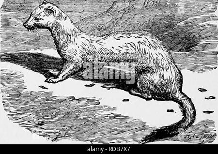 . Il popolare di storia naturale . Zoologia. 82 L'ermellino, o ermellino. essere designato, sia che si tratti di usura l'inverno o estate abito non è dissimile da quella di donnola , anche se le parti scure della pelliccia non sono così rubicondo né la luce di porzioni di così puro di un bianco come in quella animale. Le dita dei piedi e i bordi delle orecchie sono anche bianco. Il cambiamento di colore che ha luogo durante i mesi più freddi dell'anno è ora accertato con precisione tolerably, provocati da un effettivo sbiancamento della pelliccia, e non mediante la sostituzione graduale del bianco per i peli scuri, come è stato per un certo periodo di tempo dovrebbe essere di ca Foto Stock