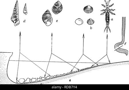 . Di acqua fresca biologia. Biologia di acqua dolce. 26 di acqua fresca rive di biologia dei grandi laghi fino ad una profondità di otto piedi o più di solito sono quasi interamente senza fondo organismi. Il carattere di fondo terrigenous è una condizione importante per l'esistenza principalmente dove corrente o azione di onda è forte e diventa di poca o nessuna importanza dove non vi è alcun movimento, come in la. Fig. 3. La forma del fondo e la dimensione dei materiali di fondo in una sezione trasversale del ramo nord del fiume Chicago con la distribuzione di animali, da a a d dimensione naturale, un, scavando possono volare nymph (Hexagenia sp.): b, sm Foto Stock