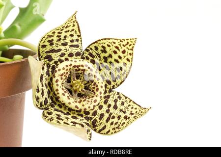 Orbea variegata Foto Stock