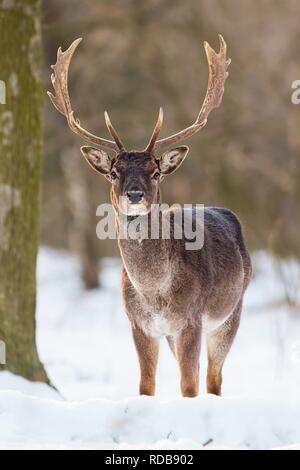 Wild daini, dama dama, maschio in piedi nella neve. Foto Stock