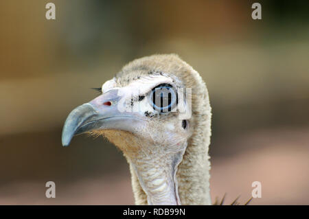 Avvoltoio con cappuccio, Kappengeier, Vautour Charognard, csuklyás keselyű, Necrosyrtes monachus Foto Stock