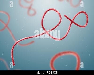 Virus Ebola close up Foto Stock