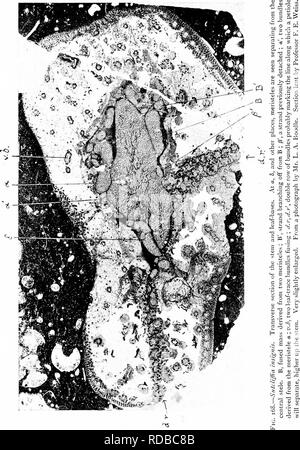 . Gli studi di botanica fossile . Paleobotanica. 448 studi di botanica di fossili. Si prega di notare che queste immagini vengono estratte dalla pagina sottoposta a scansione di immagini che possono essere state migliorate digitalmente per la leggibilità - Colorazione e aspetto di queste illustrazioni potrebbero non perfettamente assomigliano al lavoro originale. Scott, Dukinfield Henry, 1854-1934. Londra, A. e C. Black Foto Stock