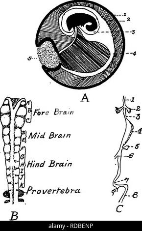 . L'anatomia dei polli domestici . Animali domestici; medicina veterinaria; pollame. 326 Anatomia delle galline. ..,4. Si prega di notare che queste immagini vengono estratte dalla pagina sottoposta a scansione di immagini che possono essere state migliorate digitalmente per la leggibilità - Colorazione e aspetto di queste illustrazioni potrebbero non perfettamente assomigliano al lavoro originale. Kaupp, Benjamin Franklyn, 1874-. Philadelphia ; Londra : W. B. Saunders Company Foto Stock