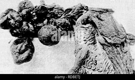 . L'anatomia dei polli domestici . Animali domestici; medicina veterinaria; pollame. L'apparato uro-genitale 183 della cloaca, e come la massa ovarica nel suo stato attivo, spinge i visceri addominali verso il basso e verso il lato destro. Struttura.-l'ovidotto è costituito da tre strati: primo, la sierosa, situata all'esterno, che è un riflesso del peritoneo; secondo, la muscolare medio tunica; terzo, il rivestimento mucoso, che in uno stato di riposo è gettato in pieghe.. Si prega di notare che queste immagini vengono estratte dalla pagina sottoposta a scansione di immagini che possono essere state migliorate digitalmente per la leggibilità - Foto Stock