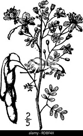 . Nord America : alberi essendo descrizioni e illustrazioni degli alberi che crescono in modo indipendente di coltivazione in America del Nord, a nord del Messico e le Indie occidentali . Alberi. Fig. 503. - Verde abbaiato Acacia. 2. PALO VERDE - Cercidium Tomyanum (S. Watson) Sargent Parkinsonia Torreyana S. Watson anche chiamato Green-abbaiato acacia, e molto simile a quella dell'albero appena descritto, ma forse più onesti e irregolarmente ramificato. Esso è più grande e si verifica in regioni di deserto di Arizona, California del sud, Sonora, e CaUfomia inferiore, dove la sua brillante fiori e rami verdi, anche quando privo di f Foto Stock