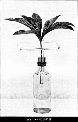 . L'alimentazione delle colture e stock : introduzione alla scienza della nutrizione delle piante e degli animali . Suoli; concimi; piante; nutrizione animale; chimica agricola. Fig. 9.-Apparecchiatura per la misurazione della velocità di traspirazione da foglia. [Volto pagina 36.. Si prega di notare che queste immagini vengono estratte dalla pagina sottoposta a scansione di immagini che possono essere state migliorate digitalmente per la leggibilità - Colorazione e aspetto di queste illustrazioni potrebbero non perfettamente assomigliano al lavoro originale. Hall, Daniel, Sir, 1864-1942. Londra : J. Murray Foto Stock