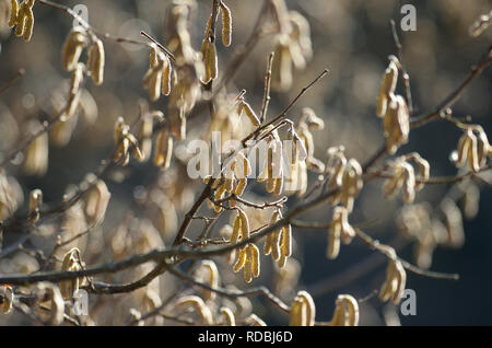 Incandescente con la luce del sole giallo amenti ontano in primavera Foto Stock